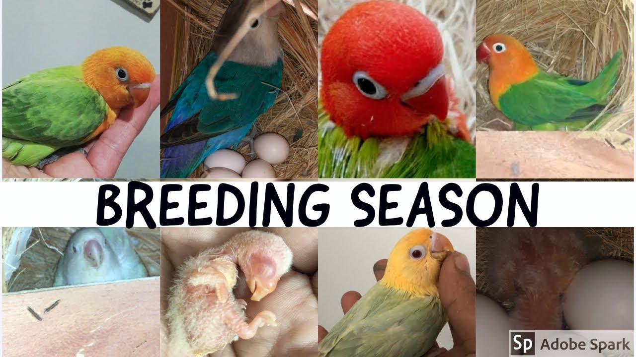 Lovebirds Breeding | WM AVIARY | Creamino | Parblue | Euwing | Opaline
