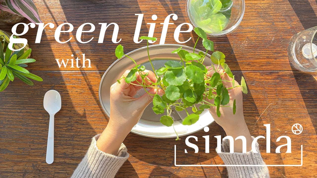 심다와 식물생활 | 건조한 겨울, 방안 작은 오아시스 만들기  (수경식물 심는 방법 / 수경식물 종류)