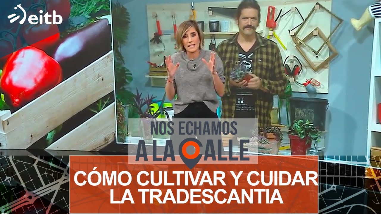 I&ntilde;igo Segurola nos ense&ntilde;a a cultivar y cuidar la tradescantia