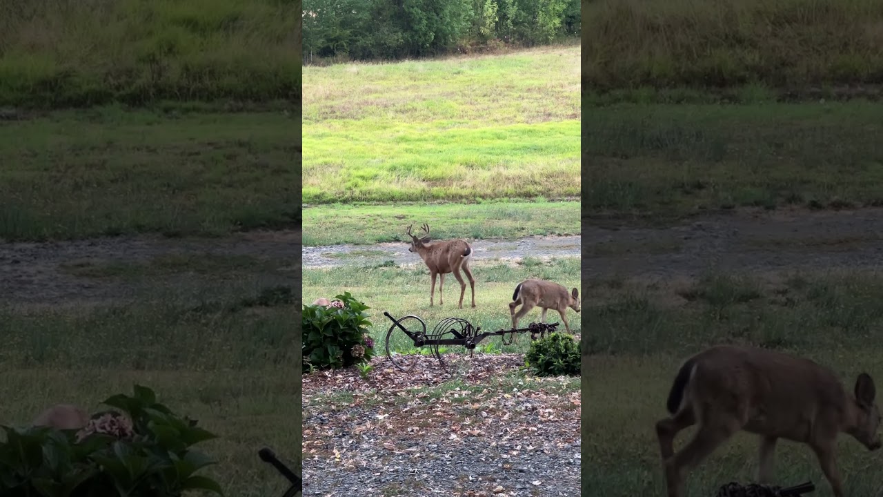 #deer #deerlife #naturephotography #wildlife #fyp #instagood #explore #shorts