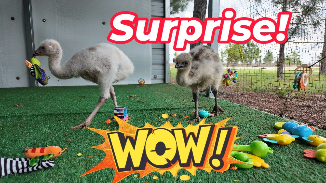 A Surprise for the Boys || Did They Like It?