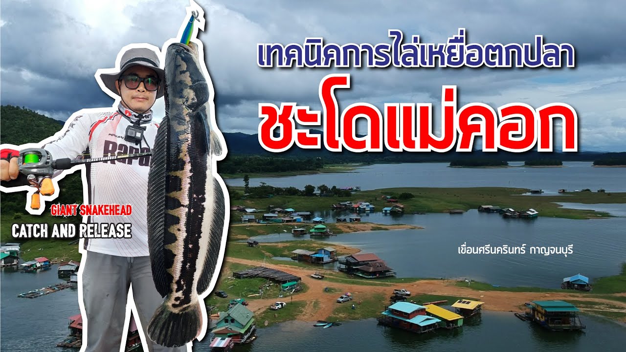 TRAVEL FISHING CAMPING เทคนิคการไล่เหยื่อตกชะโดแม่คอก แพเขื่อนศรีนครินทร์ RapalaBlack ThundrosMagnum