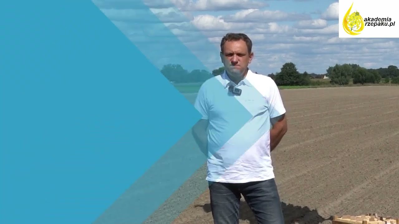 Rzepak ozimy -  nawożenie rzepaku po siewach - Akademia Rzepaku