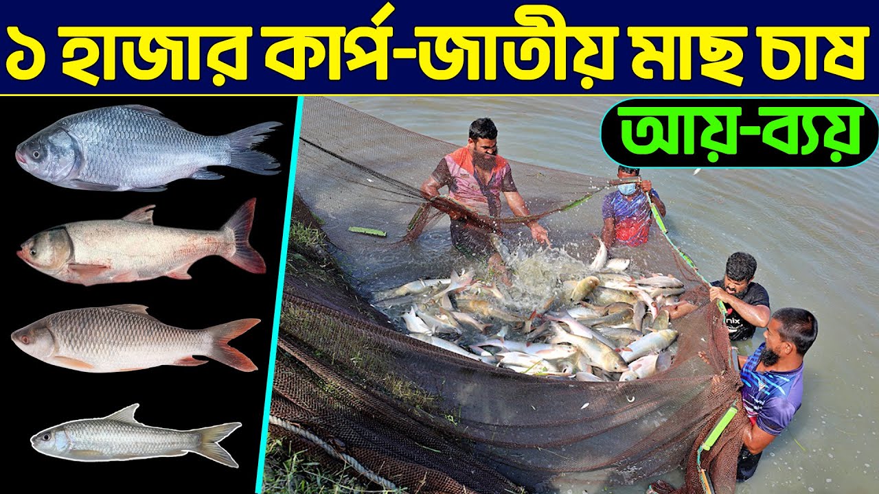১ হাজার কার্পজাতীয় মাছ চাষের আয় ব্যয় || Shakib Agro || কার্পজাতীয় মাছের চাষ || বাংলা মাছ চাষ