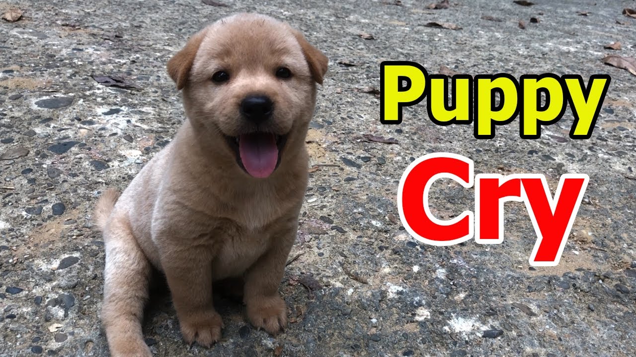 Crying puppy calling for mom