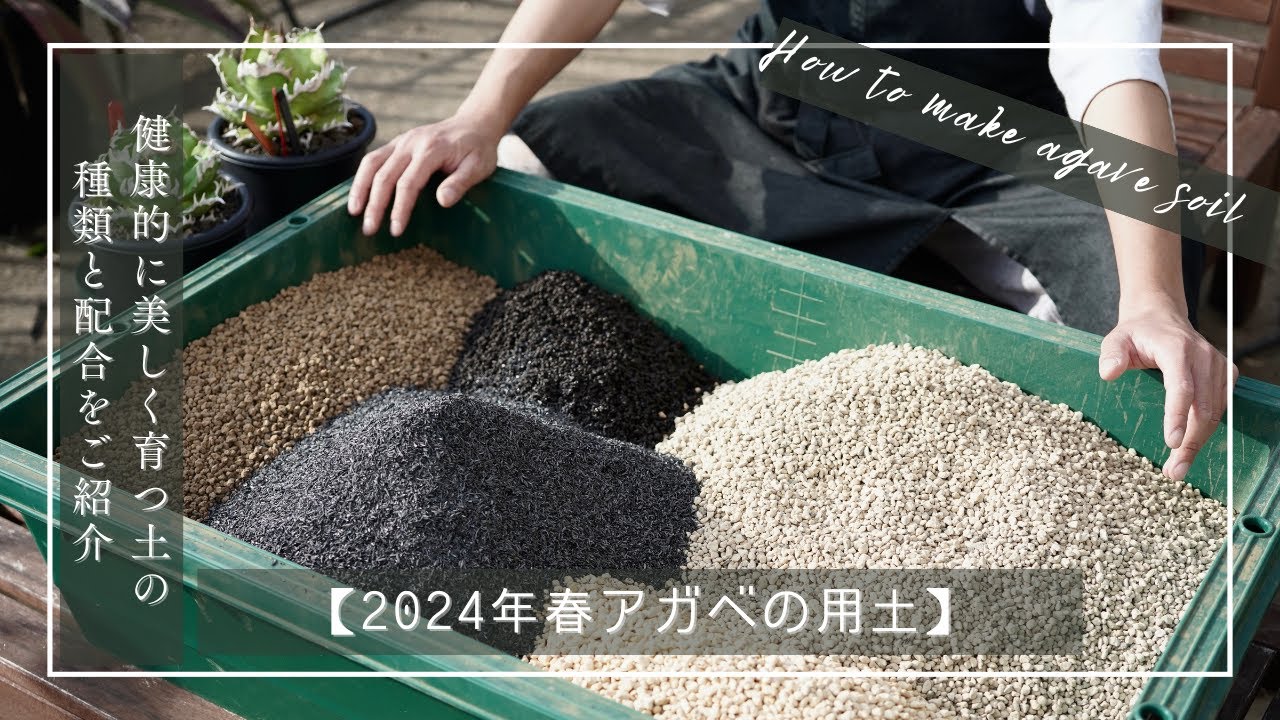 【2024年春アガベの用土】健康的に美しく育つ土の種類と配合をご紹介