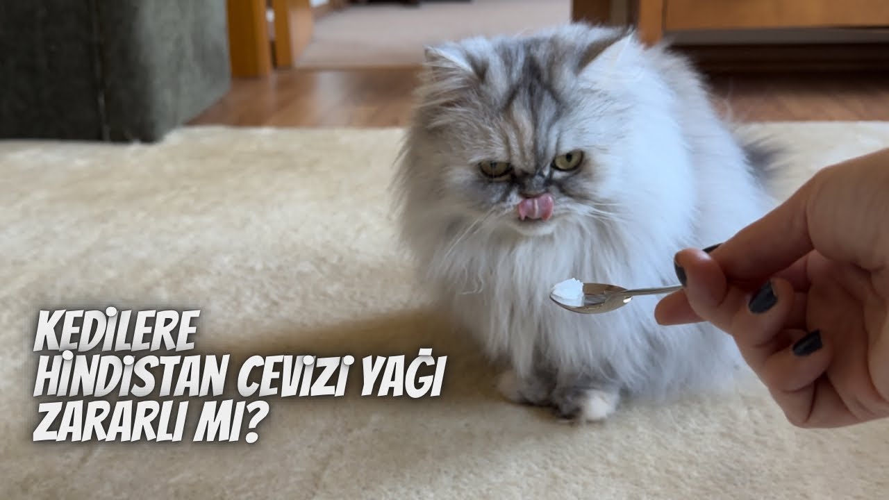 Kedim gizlice hindistan cevizi yağı yedi‼️ Sonrasında başına gelenler…
