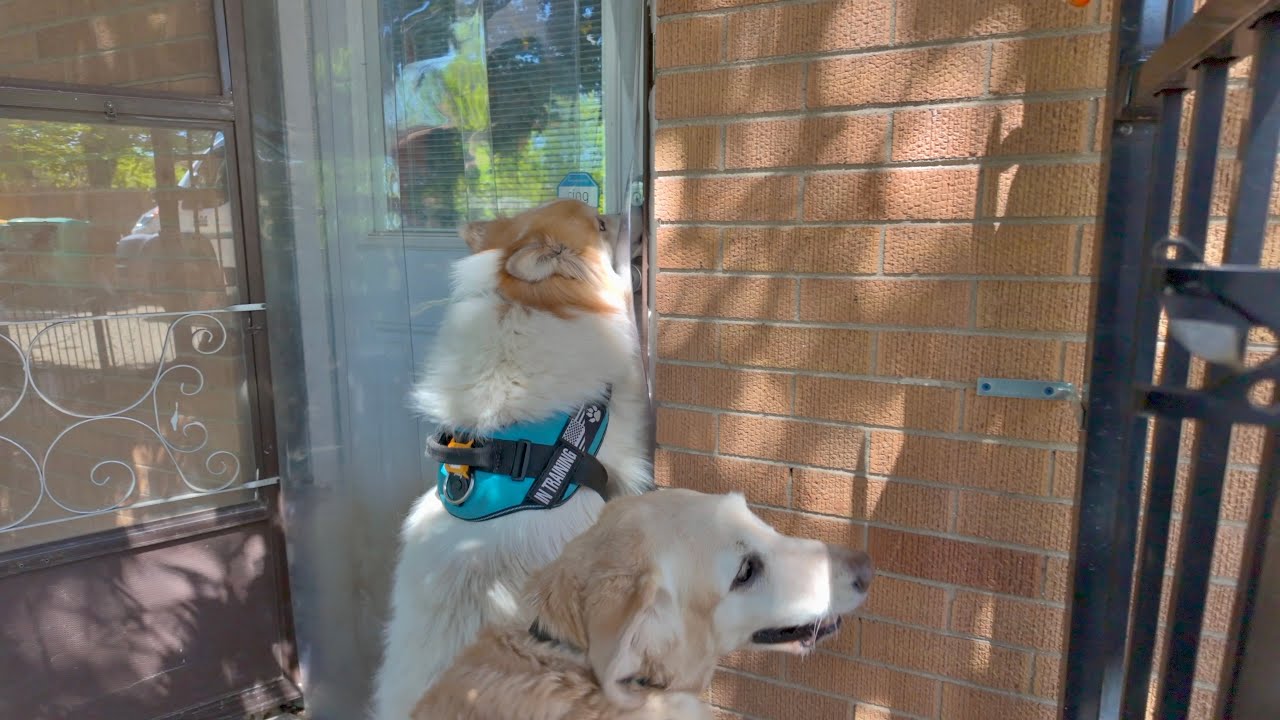 3 Big Dogs Head Home 