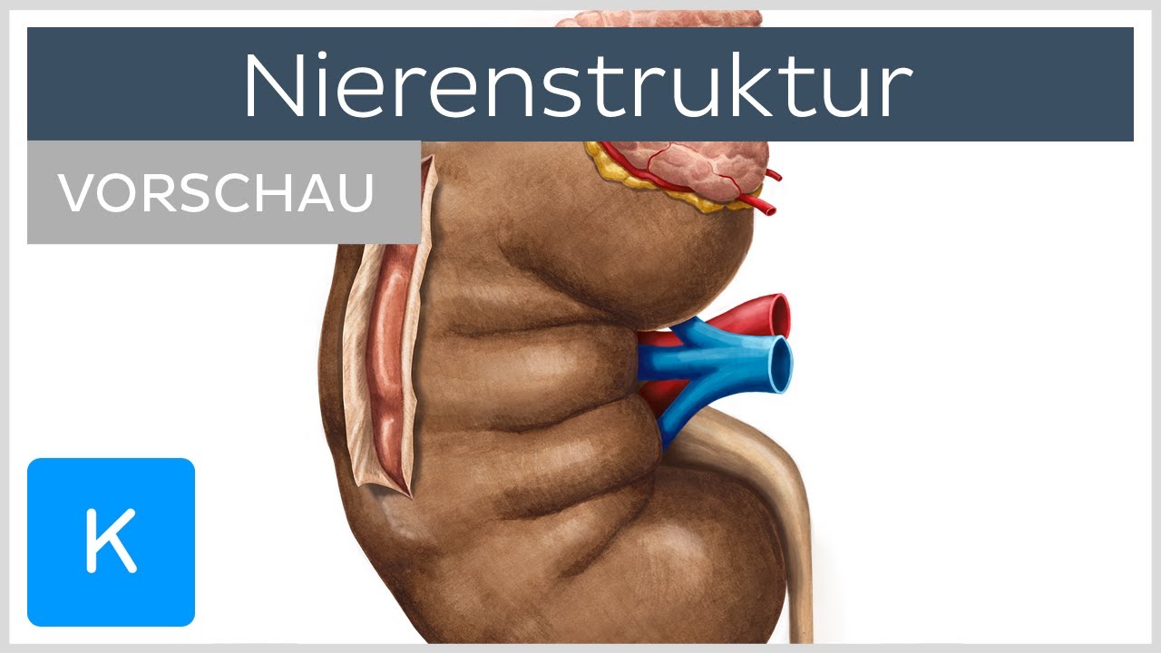 Niere und Nebenniere (Vorschau) - Anatomie, Aufbau und Funktion | Kenhub