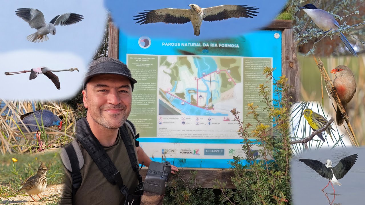 Ria Formosa Bird Watching, Faro, Portugal, Canon R7 & Sigma 150-600mm, Parque Natural