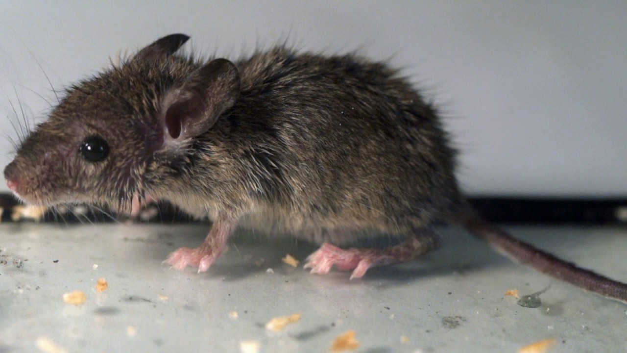 Mice Removal in Manalapan, NJ