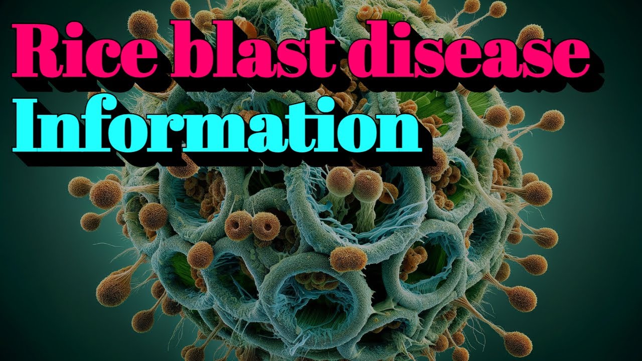 Rice blast disease Information (🔬Plant diseases)