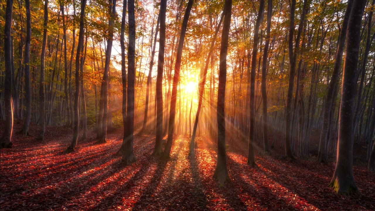 Free No Copyright Sunset Woods Forest Sunrays leaves Shadows Light Effects Relaxing Background Video