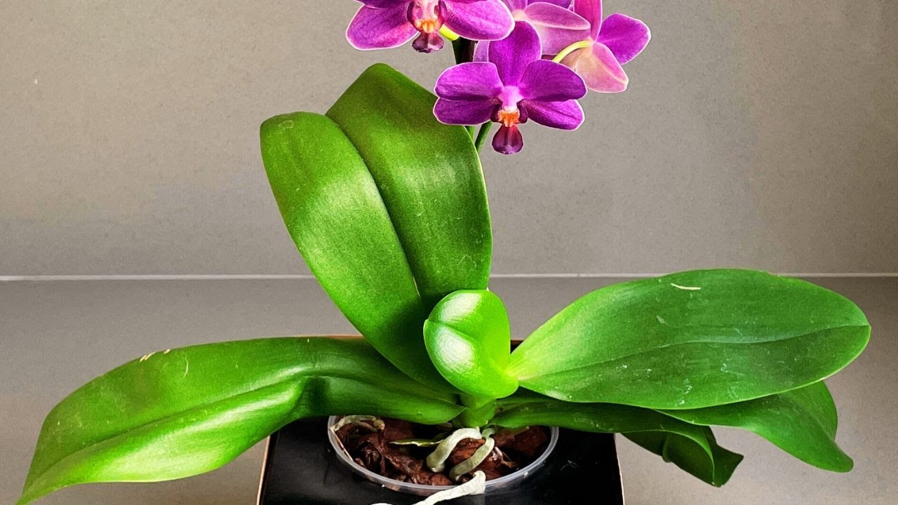 COMO PLANTAR E CULTIVAR ORQUIDEA NO VIDRO- REPLANTE PHALAENOPSIS AURORA BOREAL | JD Orquídeas 