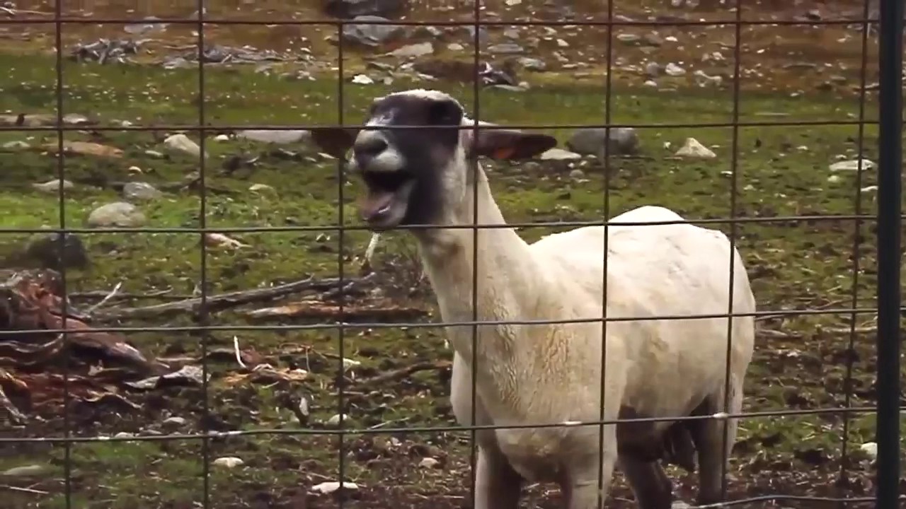 SCREAMING SHEEP ★ SHEEP YELLING LIKE HUMANS HDTV NEW!