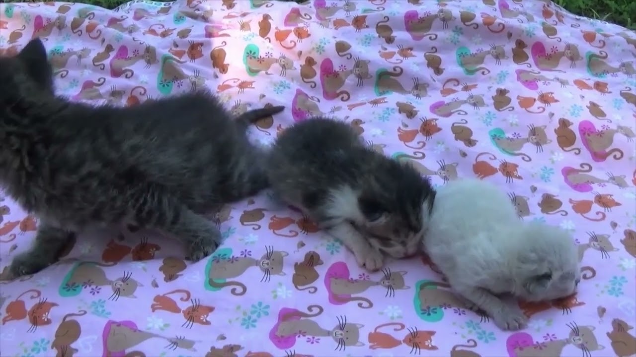 tiny  teacup kittens at different ages