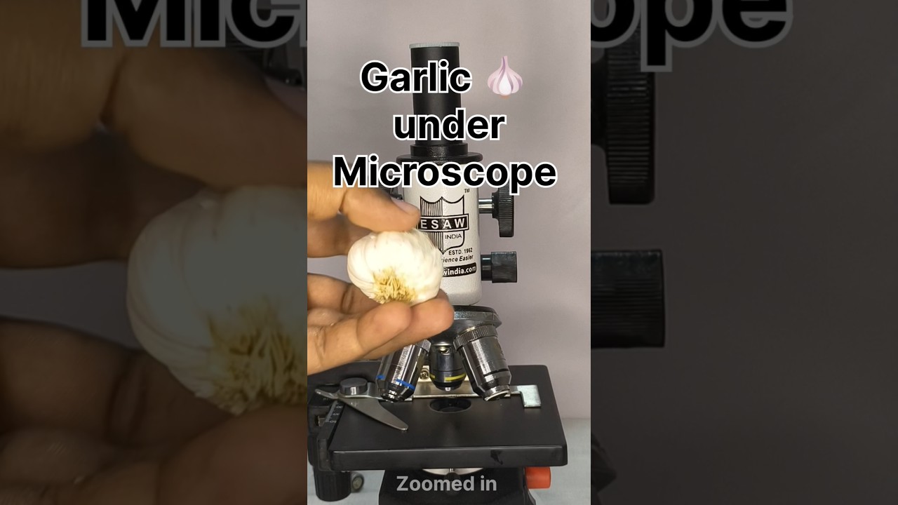 Garlic under microscope #scienceexperiment