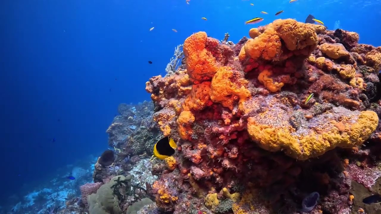 Cozumel 2026