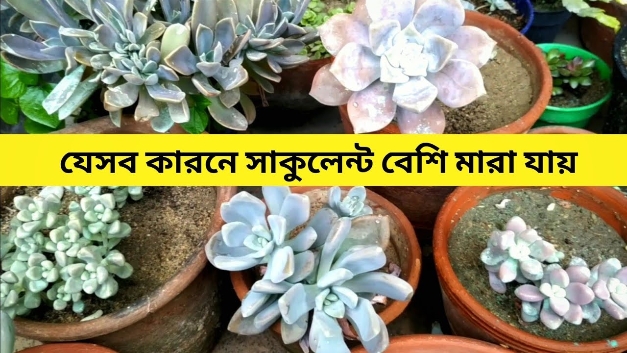 The Reasons of the Succulents Dying
