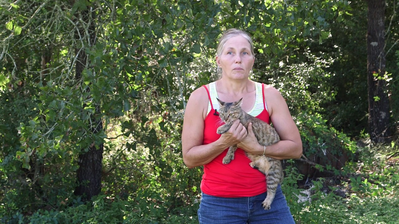 Основы приусадебного хозяйства и садоводства: амбарные коты