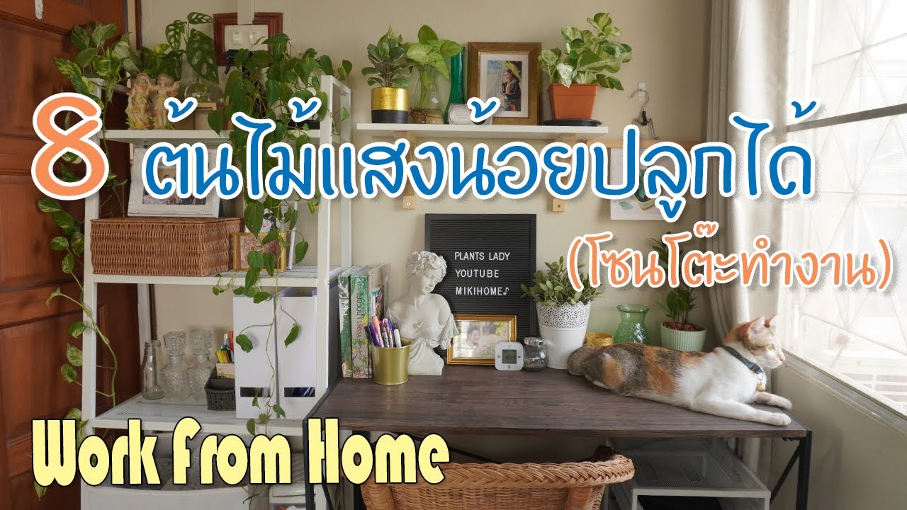 8ต้นไม้แสงน้อยก็ปลูกได้ #workfromhome #ต้นไม้ในห้องนอน
