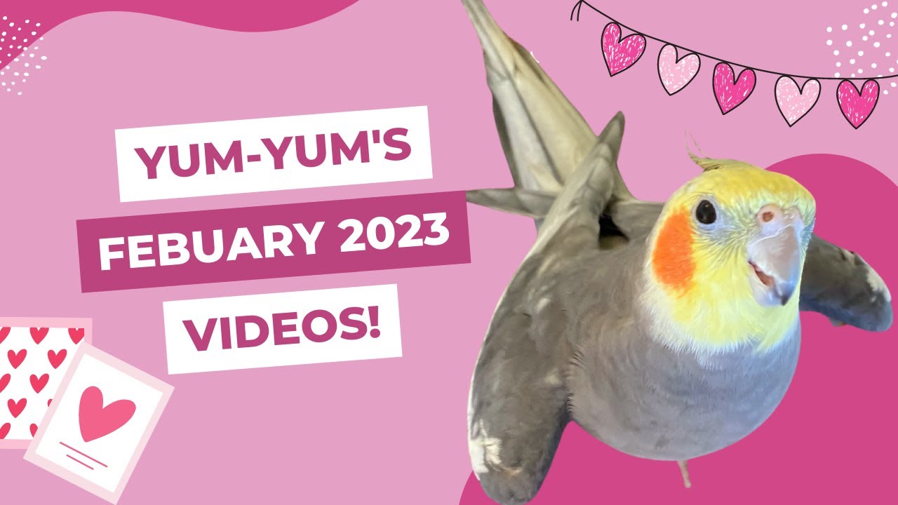 YumYum’s February Videos