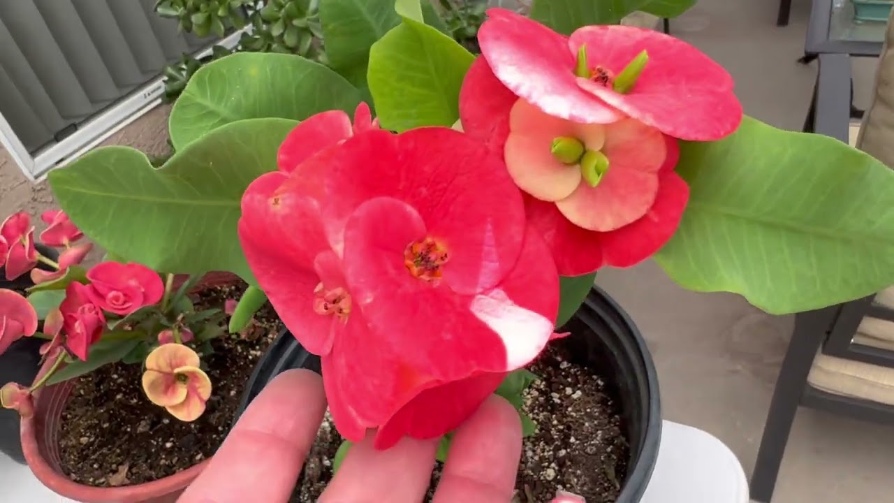 Mi gente linda 😊mas coronas de Cristo para adornar sus hogares 🌺🌹