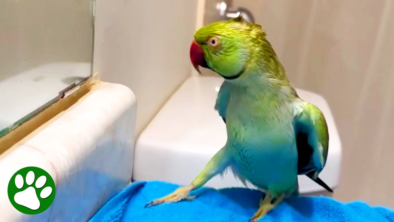 Parrot's Priceless Reaction To Seeing Himself In Mirror