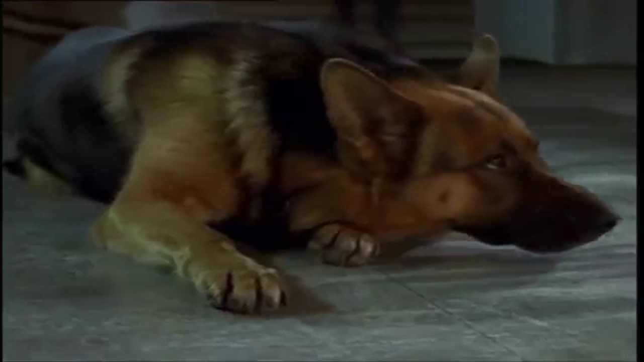 kommissar rex - my love
