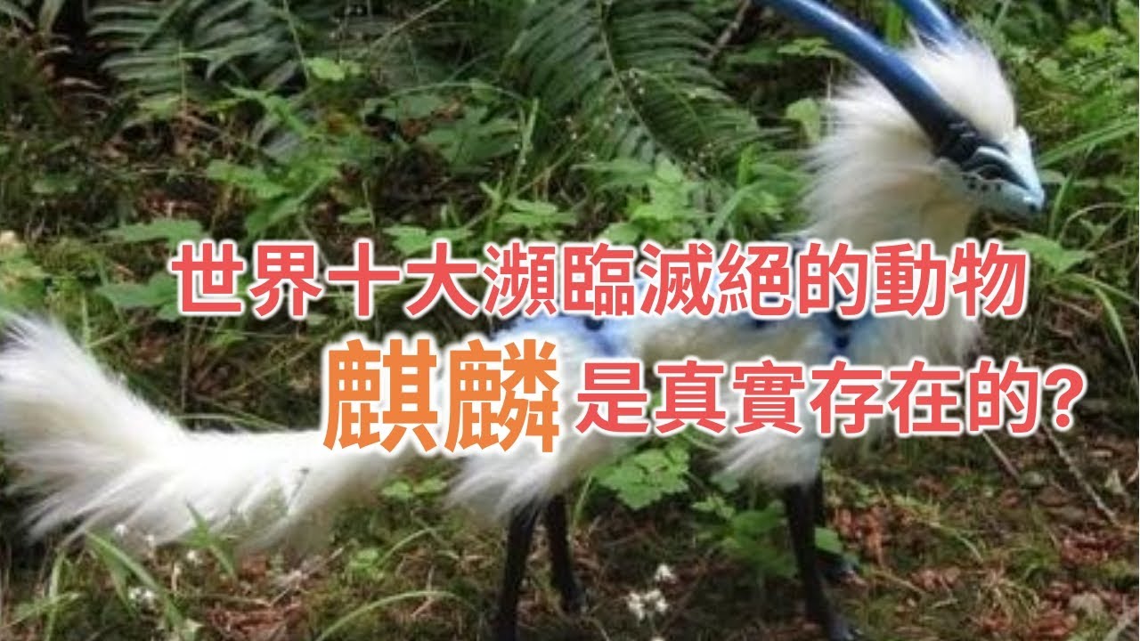 世界十大瀕危動物, TOP10 Endangered animal