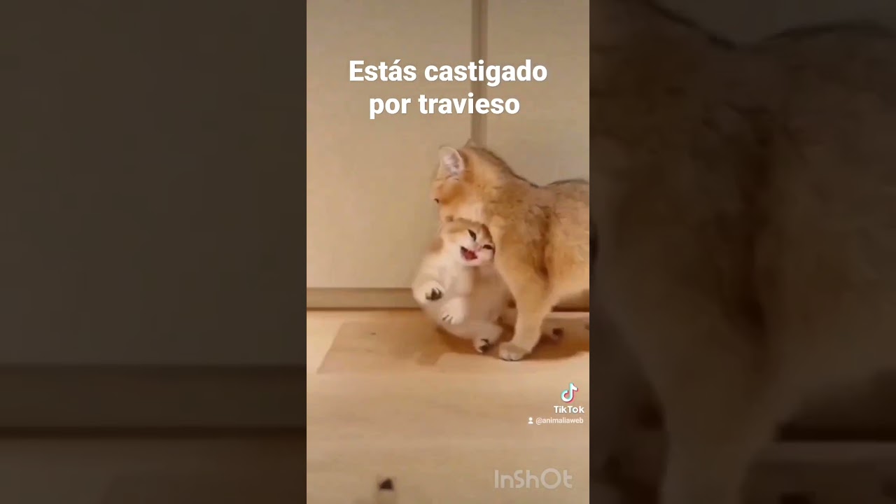 Mam&aacute; #gata castiga a su #gatito por travieso