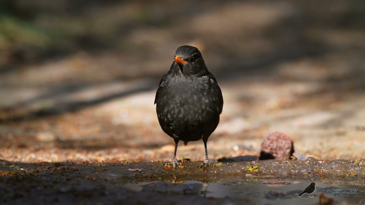 烏鶇 Chinese Blackbird #birds #birdingparadise #wildlife #nature #4k #birdphotography #birdwatching