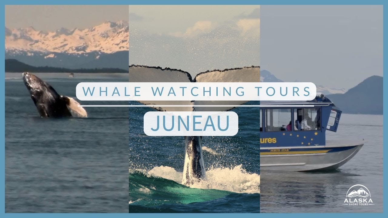 Top Whale Watching Tours in Juneau, Alaska