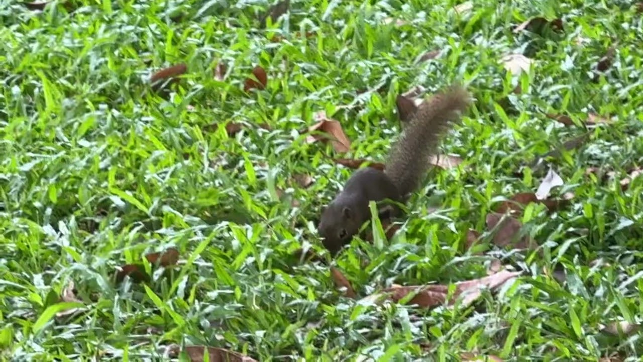 Squirrel at Labrador Park 5
