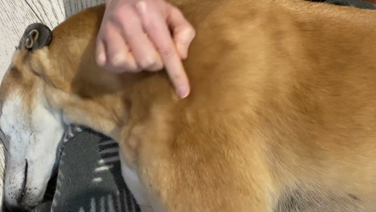 How to find and palpate the supraspinatus on a dog