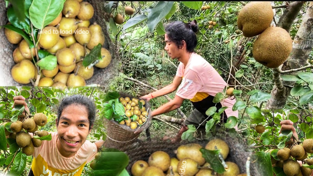 Local Fruits Pears🍐🤤 || Village Life 😇 || Sweets summer fruits.