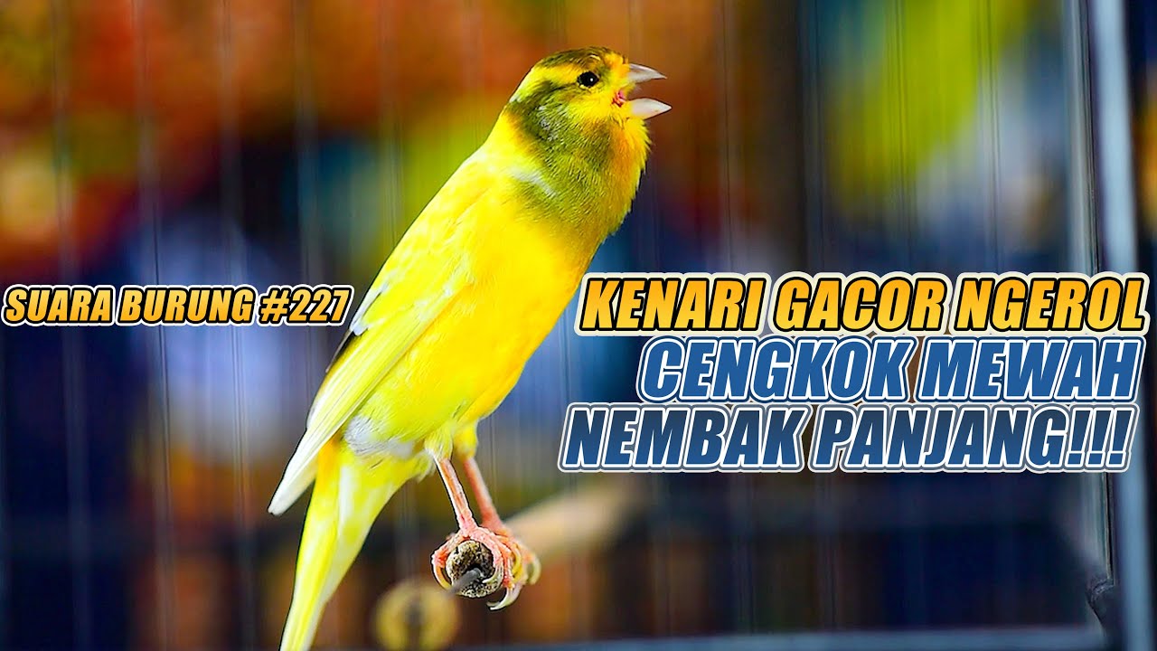 SUARA BURUNG |227| Kenari GACOR PANJANG INI Cocok untuk Masteran KENARI PAUD dan Kenari Macet BUNYI