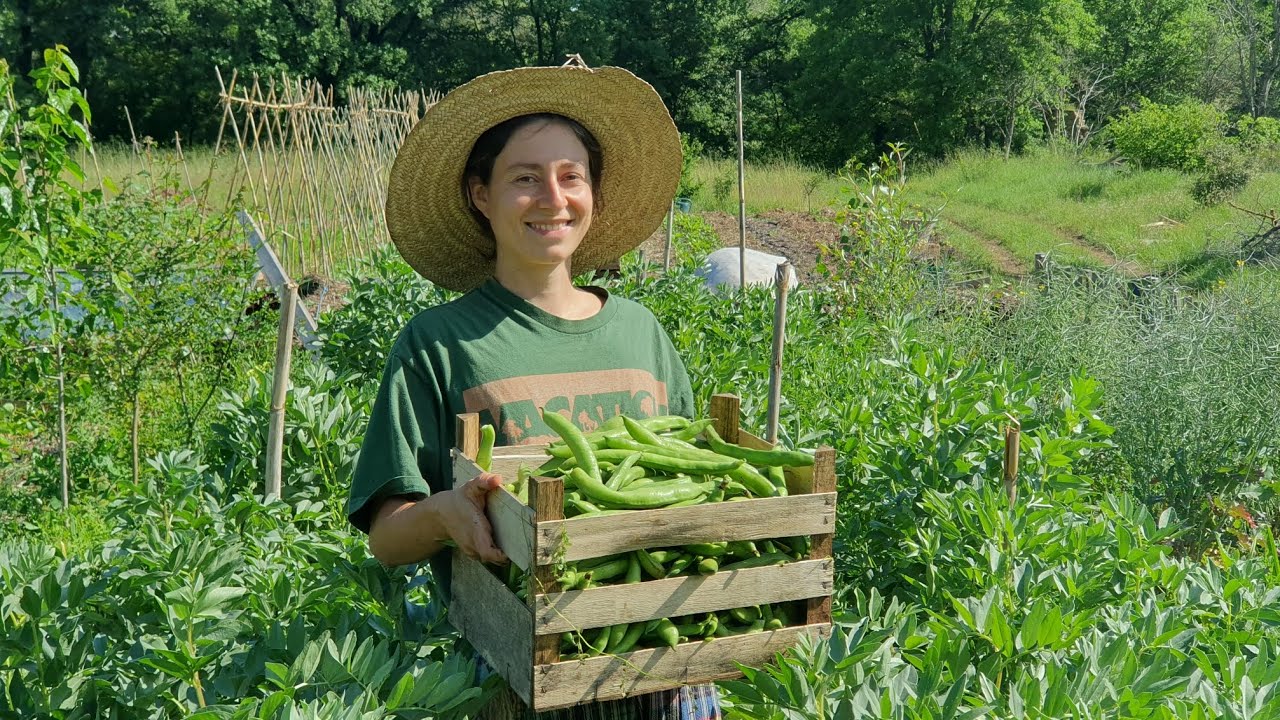 Fava beans - Agroforestry Interlines