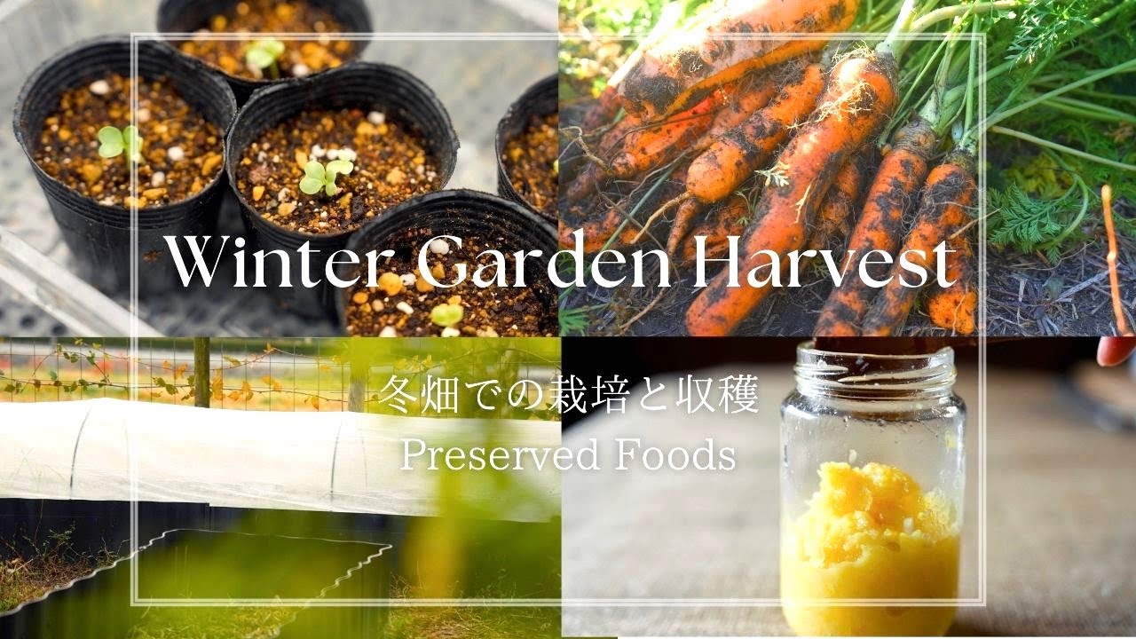 【田舎暮らし】冬のレイズドベッド畑で栽培と収穫をしました / 防寒対策 / 本格キムチ・ゆず塩・正月もち・タッカンマリの作り方
