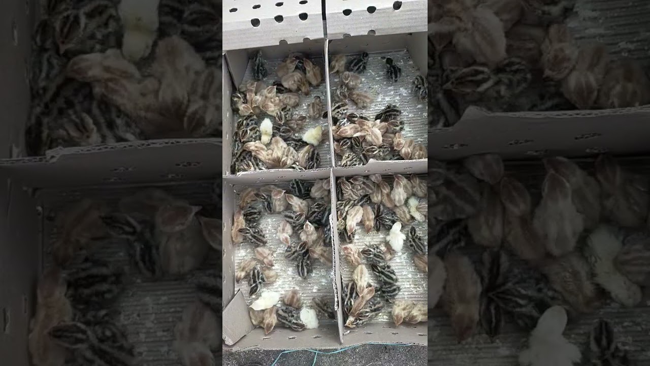 8917402896 bater #birds #duckfarming