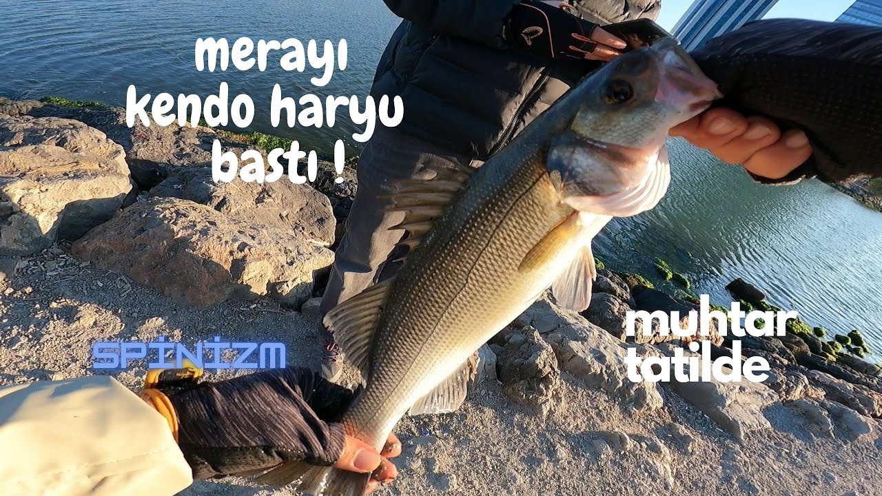 Mera da levrek ten çok Kendo Haryu var / çanakkale spin den misafirimiz Mr muhtare ile levrek avı
