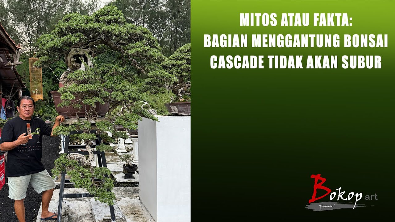 MITOS atau FAKTA:BAGIAN MENGGANTUNG BONSAI CASCADE TIDAK AKAN SUBUR