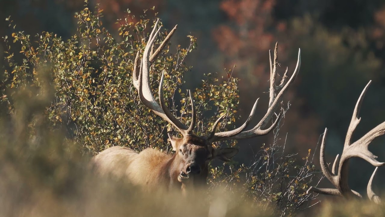 Trophy Elk Hunting with White Peaks Idaho