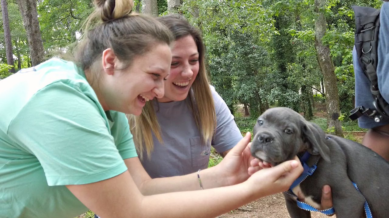 Our Cane Corso pups are headed across the states!