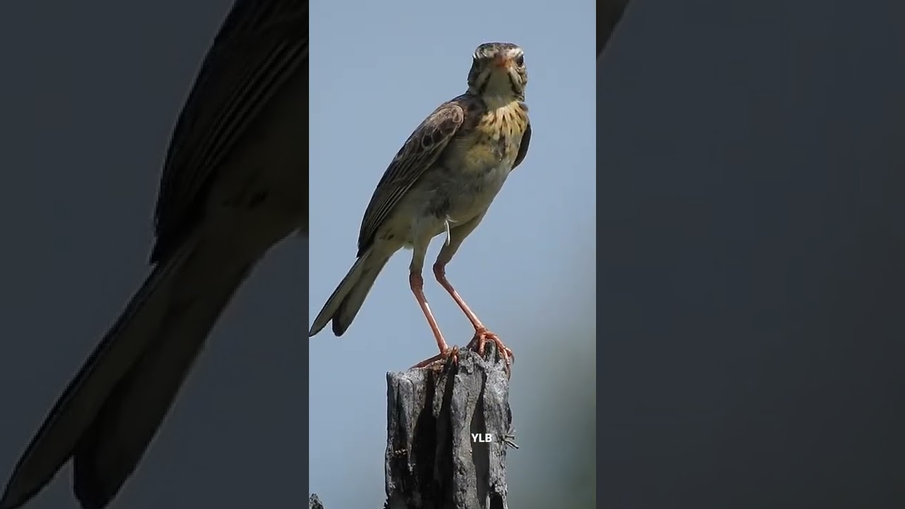 Paddyfield Pipit call