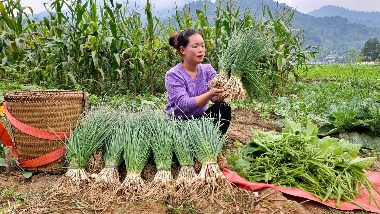 Single Girl: Exploiting Cu Kieu garden Goes to the market to sell | Prepare dishes from Cu Kieu