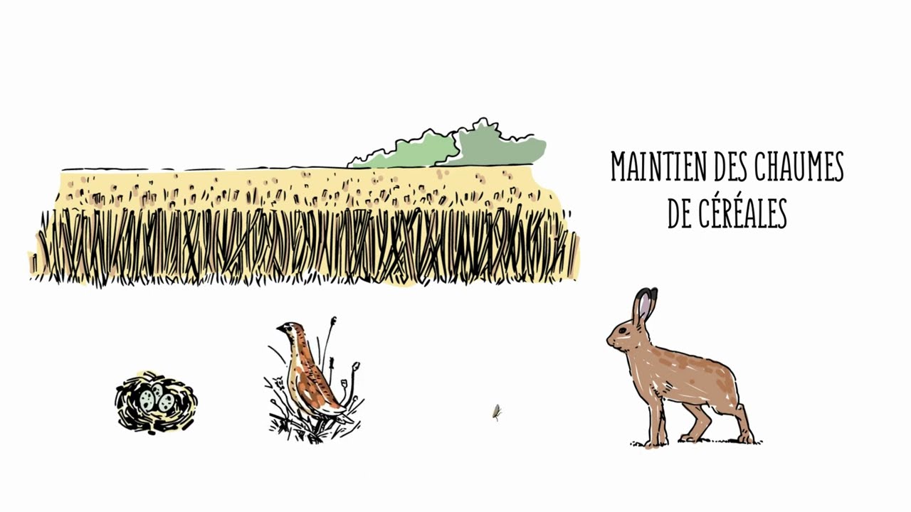 Couverts végétaux : les clés pour favoriser la biodiversité