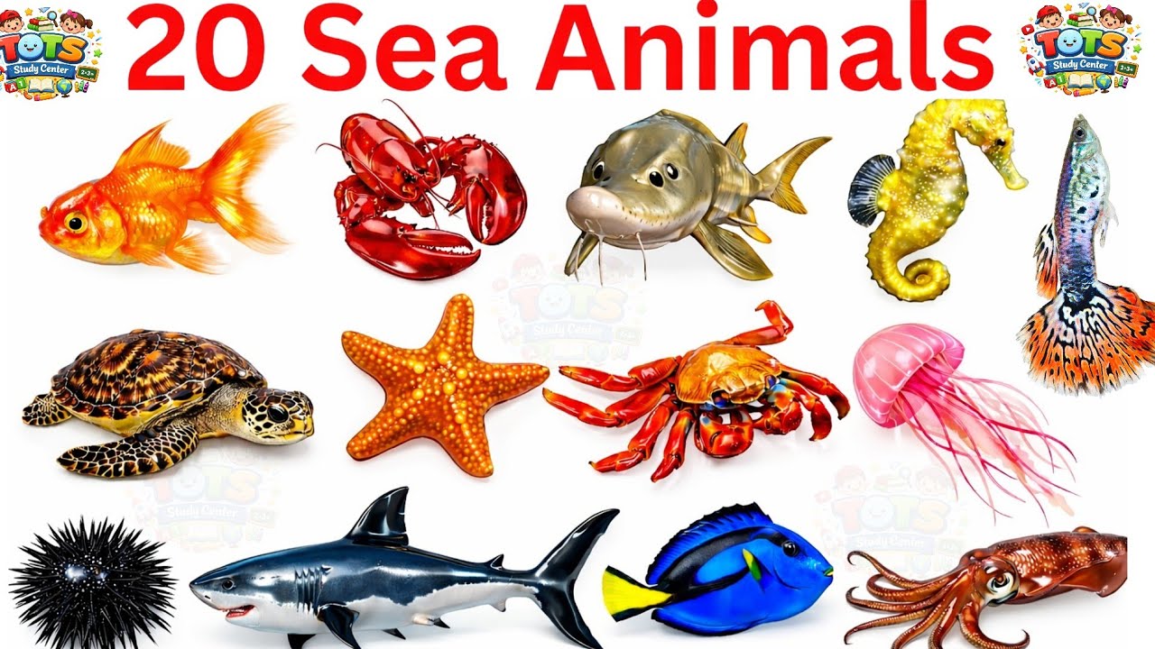  Sea Animals Name|Sea animals Names with Pictures and video in hindi and english|Preschool Learning 