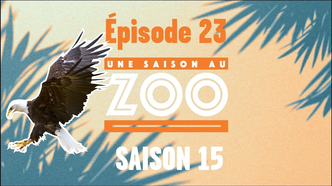 Un entraînement plein de rebondissements pour Mikisi, le pygargue à tête blanche (S15E23) [INTEGRAL]