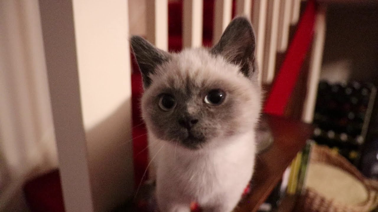 Two cute British Shorthair colourpoint kittens, Echo and Tonks go crazy......